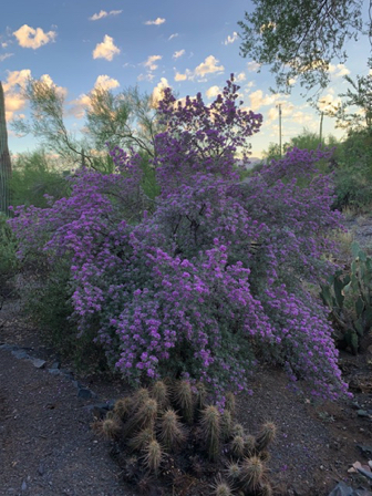Sep 16 - Our Texas sage after a rain. Beautiful.